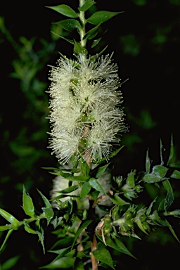 APII jpeg image of Melaleuca styphelioides  © contact APII