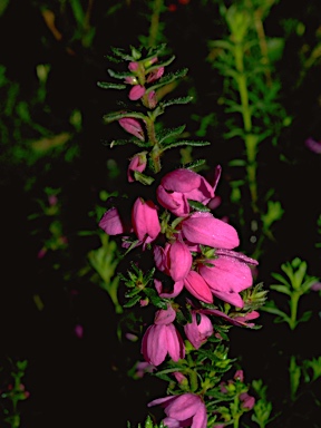 APII jpeg image of Tetratheca thymifolia  © contact APII