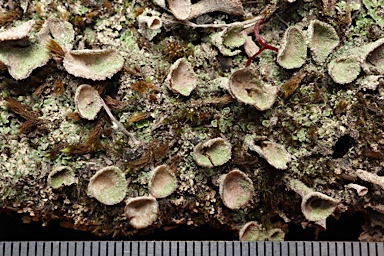 APII jpeg image of Cladonia  © contact APII