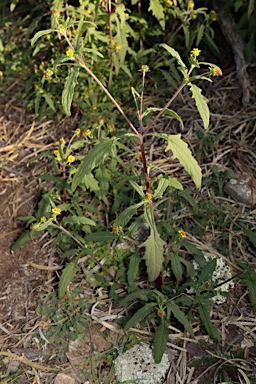 APII jpeg image of Sigesbeckia australiensis  © contact APII