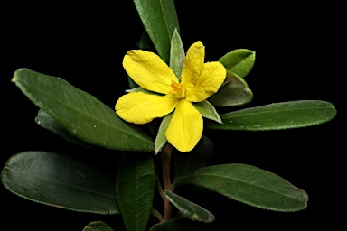 APII jpeg image of Hibbertia hexandra  © contact APII