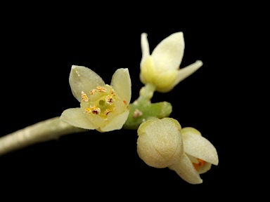 APII jpeg image of Sarcomelicope simplicifolia subsp. simplicifolia  © contact APII