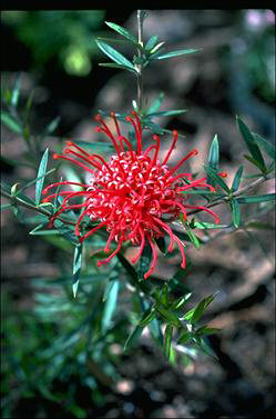 APII jpeg image of Grevillea 'Poorinda Stephen'  © contact APII