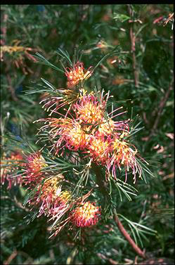 APII jpeg image of Grevillea 'Winpara Gold'  © contact APII