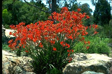 APII jpeg image of Anigozanthos 'Dwarf Delight'  © contact APII