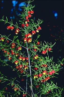 APII jpeg image of Boronia megastigma 'Jack Maguire's Red'  © contact APII