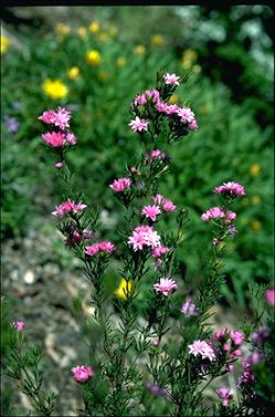 APII jpeg image of Boronia pilosa 'Rose Blossom'  © contact APII