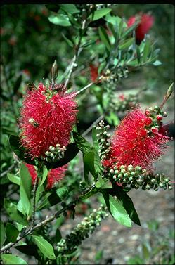 APII jpeg image of Callistemon 'Demesne Rowena'  © contact APII