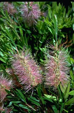 APII jpeg image of Callistemon 'Glasshouse Country'  © contact APII