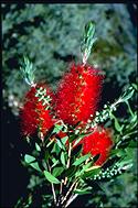 Callistemon 'Splendens' - click for larger image