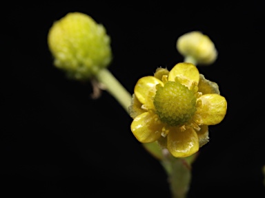 APII jpeg image of Ranunculus sceleratus subsp. sceleratus  © contact APII