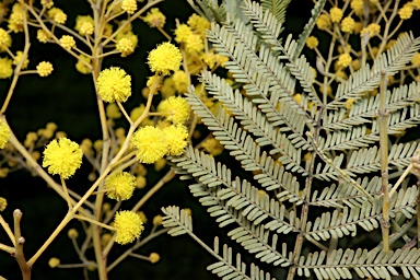 APII jpeg image of Acacia parramattensis  © contact APII