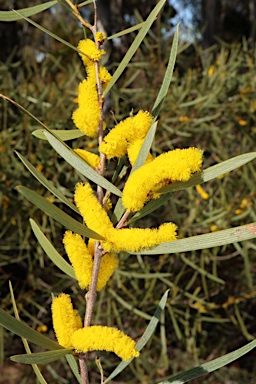 APII jpeg image of Acacia neurophylla  © contact APII