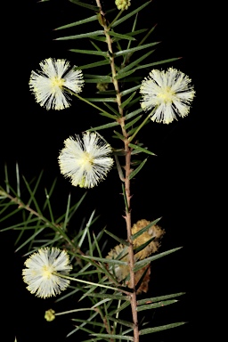 APII jpeg image of Acacia ulicifolia  © contact APII