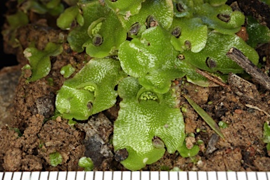 APII jpeg image of Lunularia cruciata  © contact APII