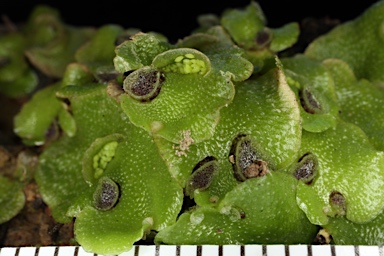 APII jpeg image of Lunularia cruciata  © contact APII