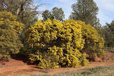 APII jpeg image of Acacia hakeoides  © contact APII