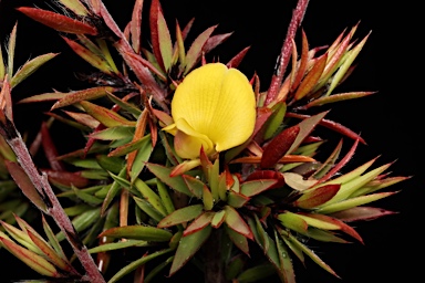 APII jpeg image of Pultenaea villifera var. villifera  © contact APII