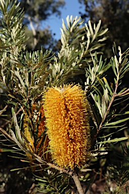 APII jpeg image of Banksia neoanglica  © contact APII