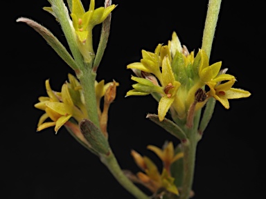 APII jpeg image of Pimelea curviflora var. sericea  © contact APII