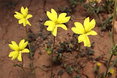 APII jpeg image of Goodenia pinnatifida  © contact APII