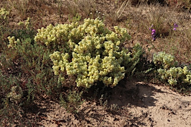 APII jpeg image of Atriplex holocarpa  © contact APII