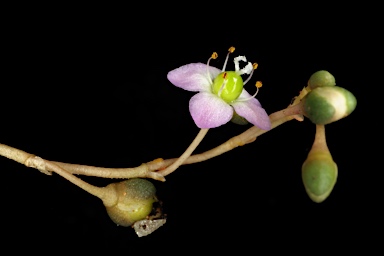 APII jpeg image of Calandrinia pumila  © contact APII