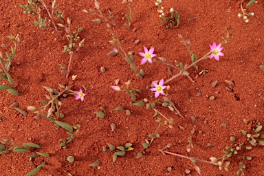 APII jpeg image of Calandrinia ptychosperma  © contact APII