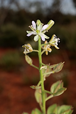 APII jpeg image of Lepidium phlebopetalum  © contact APII