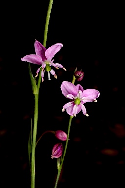 APII jpeg image of Arthropodium minus  © contact APII