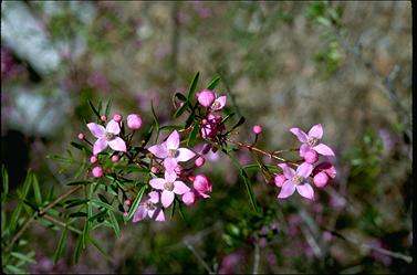 APII jpeg image of Boronia pinnata  © contact APII