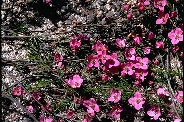 APII jpeg image of Boronia pulchella  © contact APII