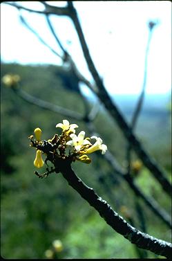 APII jpeg image of Brachychiton australis  © contact APII