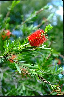 APII jpeg image of Callistemon pachyphyllus  © contact APII