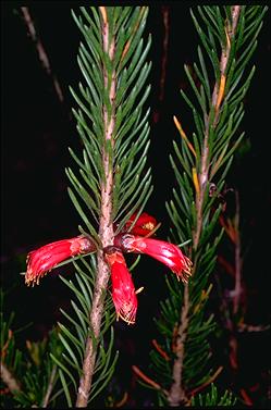 APII jpeg image of Calothamnus macrocarpus  © contact APII