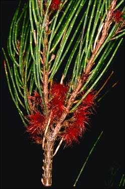 APII jpeg image of Allocasuarina nana  © contact APII