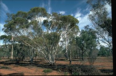 APII jpeg image of Eucalyptus eremophila  © contact APII