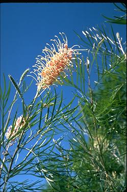 APII jpeg image of Grevillea 'Pink Surprise'  © contact APII