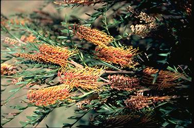 APII jpeg image of Grevillea 'Poorinda Blondie'  © contact APII