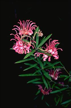 APII jpeg image of Grevillea 'Shirley Howie'  © contact APII