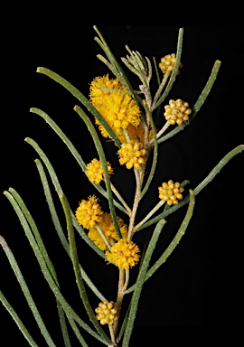 APII jpeg image of Acacia johnsonii  © contact APII