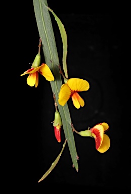 APII jpeg image of Bossiaea riparia  © contact APII