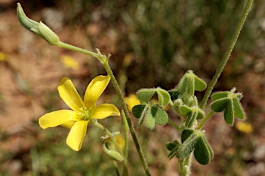 APII jpeg image of Oxalis chnoodes  © contact APII