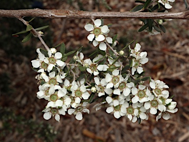 APII jpeg image of Leptospermum brevipes  © contact APII