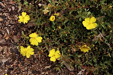 APII jpeg image of Hibbertia diffusa  © contact APII