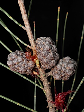 APII jpeg image of Allocasuarina gymnanthera  © contact APII