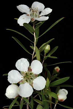 APII jpeg image of Leptospermum variabile  © contact APII