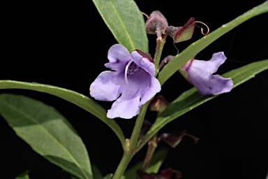 APII jpeg image of Prostanthera caerulea  © contact APII