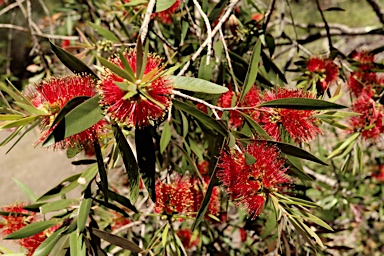 APII jpeg image of Callistemon polandii 'Lords Table'  © contact APII