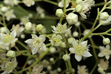 APII jpeg image of Ceratopetalum gummiferum 'Christmas Snow'  © contact APII